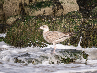 Herring gull, Larus argentatus, about 4-5 months old juvenile bird on rocks in Scheveningen harbour, Netherlands