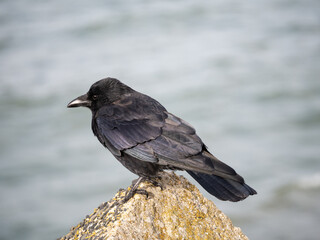 Carrion crow, Corvus corone, standing on rock, Netherlands