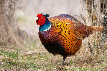 Fototapeta premium Ringneck Pheasant, Phasianus colchicus in the habitat