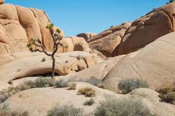 Joshua Tree Cactus at Joshua Tree National Park