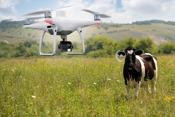 Agricultural drone watching a herd of cows. Smart farming