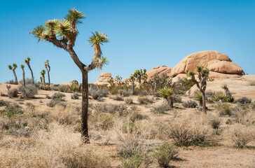 Joshua Tree Cactus at Joshua Tree National Park