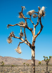 Joshua Tree Cactus at Joshua Tree National Park