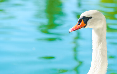 White Swan Close-up on Green Water Background