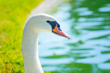 Graceful Swan with Long Neck on Green Water Background
