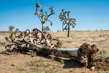 Joshua Tree Cactus at Joshua Tree National Park