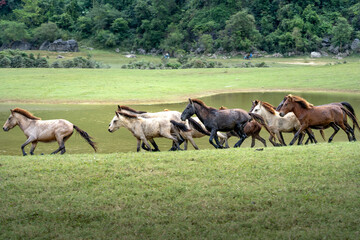 Herd of horses in Huu Lung, Lang Son province, Viet Nam