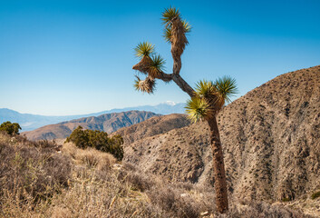 Joshua Tree Cactus at Joshua Tree National Park