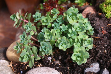 rozchodnik naskalny Sedum cauticolu Ruby Glow