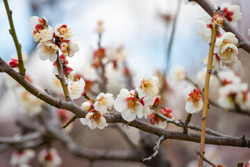 Cherry blossom in Osaka, Japan