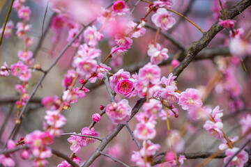 Cherry blossom in Osaka, Japan