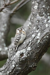 japanese pigmy woodpecker on a tree