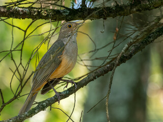 Vogel