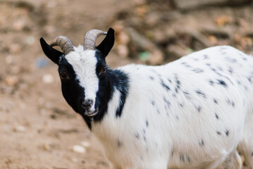 The maned ram eats hay, animal in the zoo, large rounded horns of a ram.