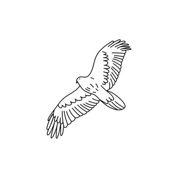 A black and white line art drawing of a Eagle bird with wings spread.