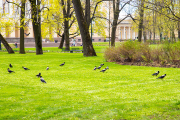 Corvus cornix, gray black crow birds a lot on green lawn in public park
