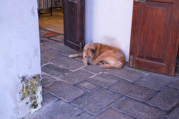 Lost dog sleeping on the pavement in the old town