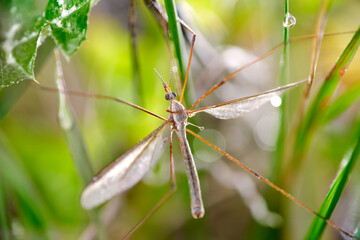 tipula of the gardens
