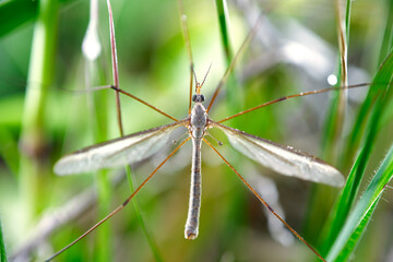 tipula of the gardens