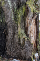 Struktur eines alten Holzstamm