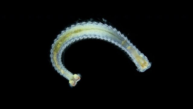 Worm larva Nektoheta under a microscope, family Spionidae, class Polychaeta, have two tentacles that seek prey. Red Sea