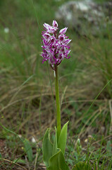 Orchis militaris, Orchis militaire