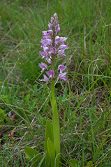 Orchis militaris, Orchis militaire