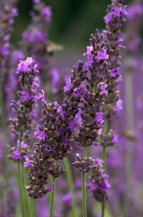 Lavendula x intermedia , Lavandin, Culture, Provence, 04, Valensol, Alpes de Haute Provence , France