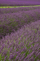 Lavendula x intermedia , Lavandin, Culture, Provence, 04, Valensol, Alpes de Haute Provence , France