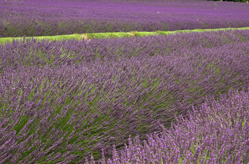 Naklejka premium Lavendula x intermedia , Lavandin, Culture, Provence, 04, Valensol, Alpes de Haute Provence , France