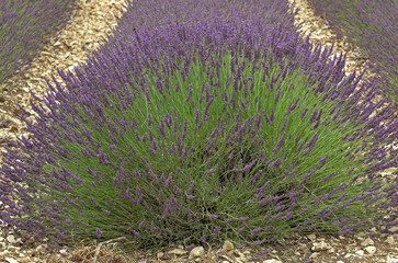 Lavendula x intermedia , Lavandin, Culture, Provence, 04, Valensol, Alpes de Haute Provence , France