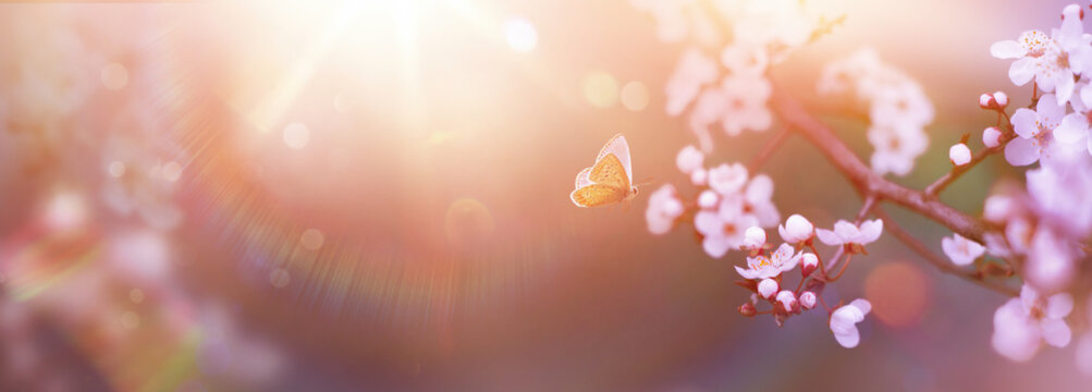 Spring Flowers and Fly Butterfly; Cherry Tree Blossoms On  With Defocused Sunlight Background- The Easter Nature