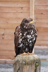 a bird of prey sits on a stake