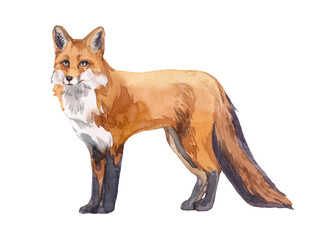 Red fox forest animal. Watercolor illustration. Wild cute hunting fox. Wildlife furry animal with red fur and black paws. isolated on white background. Adorable mammal element.