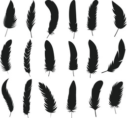 Feathers silhouette