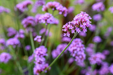 Purpletop vervain flower in the garden