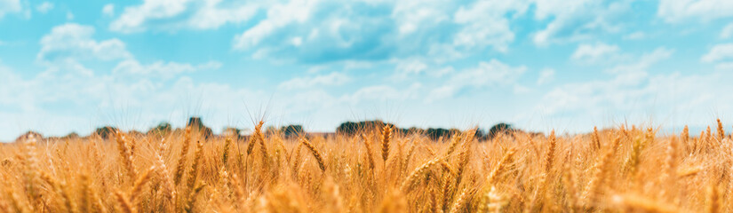Ripe wheat crop field in summer ready for harvest