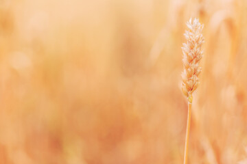 Ripe ear of wheat cereal crop in cultivated agricultural field ready for harvest season