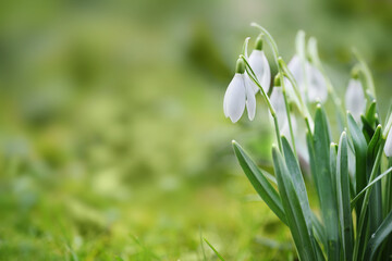 Tuff of snowdrops with white blossoms growing in the green lawn, cute heralds of spring, copy...