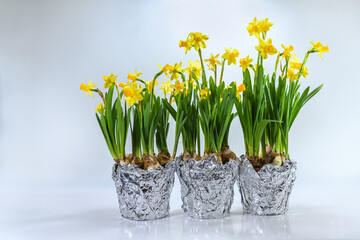 Three plant pots with blooming daffodils as spring decoration. After flowering, the bulbs can be planted in the garden for new flowers next year. Light gray background, copy space