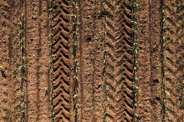 Aerial shot of corn seedling field from drone pov directly above with tractor tyre tracks in soil