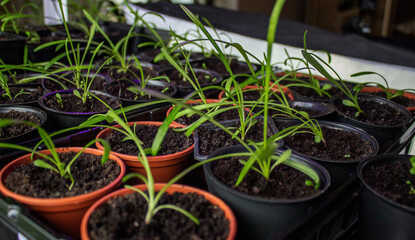 flower seedling, flower seedling, cultivation.