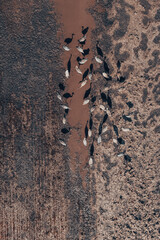 Flock of common crane (Grus grus) birds resting near the pond during springtime migration, aerial