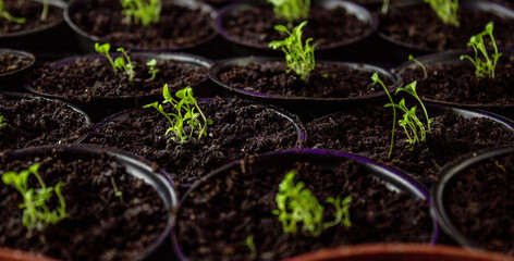 flower seedling, flower seedling, cultivation.