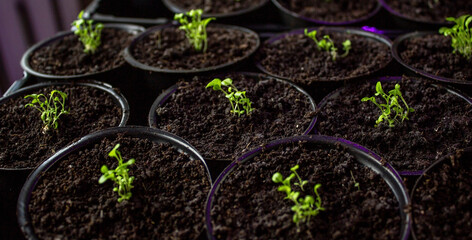 flower seedling, flower seedling, cultivation.