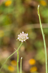 Scabiosa atropurpurea Pincushion Flower plant with beautiful purple and white flowers with purple stamens.