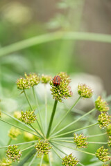 Angelica archangelica flowers isolated on white background