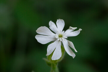 Close-up of Silene latifolia blossom