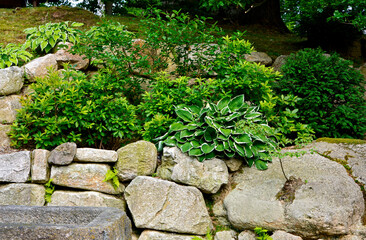 biało-zielona funkia i ozdobne krzewy w ogrodzie skalnym (Hosta ), ogród japoński, ogród...