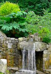 Gunnera olbrzymia nad wodospadem (Gunnera manicata), ogród japoński, japanese garden, Zen garden,...